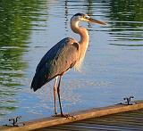 Heron On A Dock_P1010022